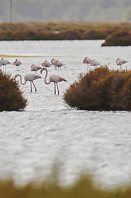 포토 JPG 해외이미지 동물 계절 호수 야생동물 분홍색 여행 자연 조류 휴가 서기 사람없음 야외 물 컬러풀 뷰티 걷기 침묵 만 그룹 황무지 보호 군중 큼 플라밍고 물새 서식지 동물상 생태학 전국 많음 해외포토 자연요소 교육 컬러 컨셉 모션 사람 조형물 소리 크기 생태계 파일형식 이미지허브