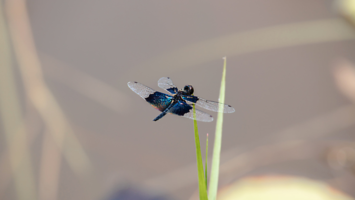 포토 JPG 해외이미지 곤충 잎 절지류 신체 날개 벽지 휴식 생물 종류 앉기 사람없음 초록색 여름 파란색 컬러풀 뷰티 정원 봄 나뭇가지 투명 벌레 잠자리 묘사 질감 생물학 보케 육식동물 마법 녹색배경 강렬 고립 뒤뜰 취급주의 해외포토 나무 식물 동물 계절 교육 컬러 백그라운드 컨셉 모션 경고 파일형식 이미지허브