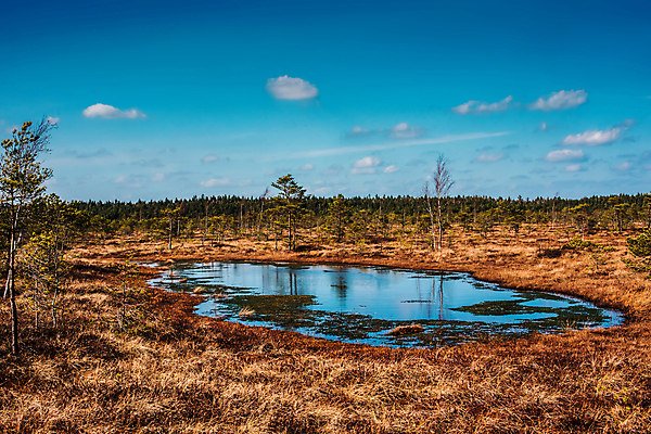 포토 JPG 해외이미지 나무 식물 계절 공원 유럽 도로 길 호수 여행 백그라운드 자국 자연 하늘 사람없음 야외 목재 물 반사 환경 정원 연못 소나무 습지 숲 북쪽 탐사 라트비아 리가 방법 변소 전국 해외포토 자연요소 공공시설 나라 재료 교통시설 북유럽 방향 생태계 파일형식 이미지허브