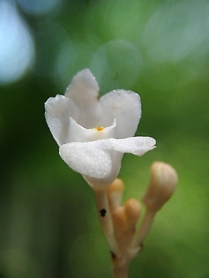 포토 JPG 해외이미지 식물 계절 꽃잎 꽃 분홍색 백그라운드 꽃무늬 밭 자연 바람 사람없음 야외 빨간색 초록색 빛 컬러풀 햇빛 뷰티 노란색 환경 정원 보라색 봄 들꽃 수확 벚꽃 흰색 시골 신선 개화 유기농 아로마 양귀비 내추럴 해외포토 자연요소 웰빙 컬러 무늬 농업 날씨 태양 생태계 파일형식 이미지허브