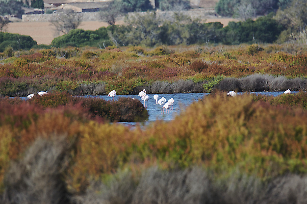 포토 JPG 해외이미지 동물 계절 호수 야생동물 분홍색 여행 자연 조류 휴가 서기 사람없음 야외 물 컬러풀 뷰티 걷기 침묵 만 그룹 황무지 보호 군중 큼 플라밍고 물새 서식지 동물상 생태학 전국 많음 해외포토 자연요소 교육 컬러 컨셉 모션 사람 조형물 소리 크기 생태계 파일형식 이미지허브