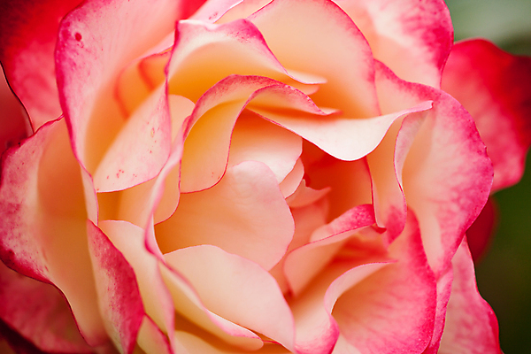 포토 JPG 해외이미지 식물 꽃잎 꽃 분홍색 백그라운드 잎 꽃무늬 자연 발렌타인데이 선물 사랑 사람없음 빨간색 초록색 뷰티 장미 검은색 벚꽃 흰색 축하 신선 닫기 싱글 내추럴 고립 해외포토 감정 컬러 컨셉 무늬 모션 데이이벤트 생태계 파일형식 이미지허브