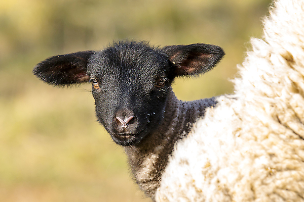 포토 JPG 해외이미지 동물 전통 계절 기독교 종교 백그라운드 십자가 밭 포유류 자연 휴가 부활절 육류 사람없음 초록색 여름 농장 농경지 마을 성경 봄 시골 축하 아기 신생아 양 예수 달콤 군중 방목 언덕 신성 솜털 양고기 양모 해외포토 기념일 컬러 컨셉 농업 식재료 종교용품 사람 직물 신_종교 맛 축산업 생태계 파일형식 이미지허브