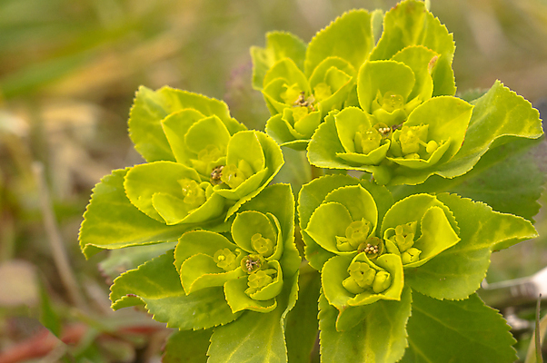 포토 JPG 해외이미지 식물 계절 꽃잎 꽃 분홍색 백그라운드 겨울 꽃무늬 봄꽃 자연 부활절 사람없음 야외 초록색 파란색 컬러풀 뷰티 노란색 정원 맑음 보라색 봄 성장 벚꽃 인사 개화 4월 다발 제비꽃 엽서 라일락 내추럴 사프란 헌병 해외포토 기념일 컬러 무늬 날씨 군인 예절 날짜 편지 향신료 생태계 파일형식 이미지허브