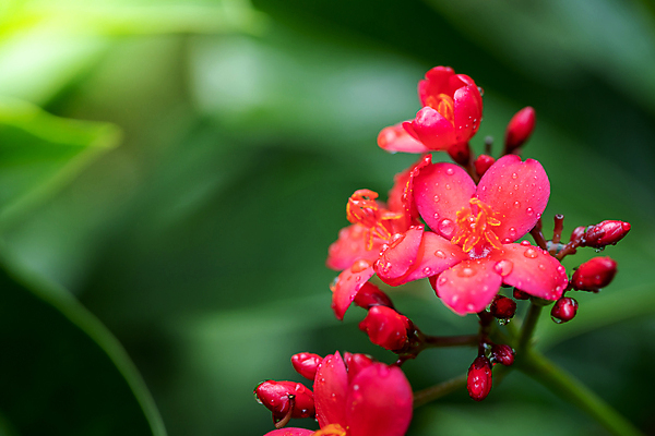 포토 JPG 해외이미지 식물 계절 꽃 분홍색 백그라운드 잎 밭 비즈니스 자연 선물 사랑 사람없음 야외 장식 빨간색 초록색 햇빛 장미 노란색 상점 봄 벚꽃 흰색 그룹 시장 허브 주기 원예 제비 해외포토 감정 컬러 농업 모션 조류 취미 태양 생태계 파일형식 이미지허브