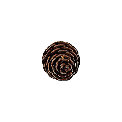 포토 JPG 해외이미지 나무 식물 디자인 계절 백그라운드 크리스마스 겨울 자연 휴가 새해 기념 건조 씨앗 사람없음 장식 빛 갈색 견과류 흰색 나뭇가지 소나무 그룹 숲 심볼 묘사 오브젝트 질감 잔치 솔방울 상록수 침엽수 전나무 원뿔 고립 삼나무 가문비나무 해외포토 도형 기념일 컬러 생태계 파일형식 이미지허브