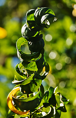포토 JPG 해외이미지 모양 나무 식물 계절 줄기 잎 곡선 자연 풍경 사람없음 야외 초록색 빛 태양 반사 정원 맑음 성장 나뭇가지 체리 닫기 관목 묘사 질감 상록수 고립 월계수 해외포토 자연요소 선 컬러 과일 모션 날씨 생태계 파일형식 이미지허브