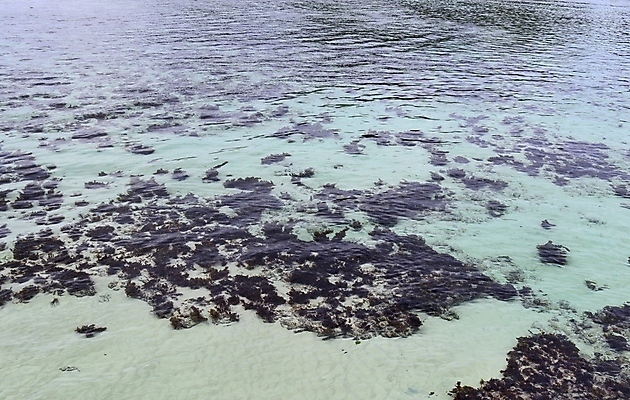 포토 JPG 해외이미지 모래 벽 백그라운드 패턴 자연 표면 추상 휴가 사람없음 물 모래사장 반사 갈색 회색 흐름 거친 산호 묘사 질감 세이셸 내추럴 땅바닥 옛날 터키석 화강암 카피스페이스 해외포토 자연요소 바다 컬러 컨셉 무늬 아프리카 바닥 공백 암석 자포동물 보석 생태계 파일형식 이미지허브