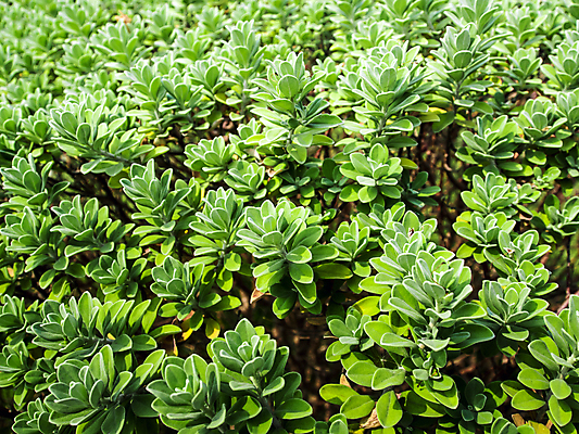 포토 JPG 해외이미지 식물 백그라운드 잎 꽃무늬 패턴 자연 추상 사람없음 야외 초록색 환경 정원 봄 신선 질감 생태학 해외포토 계절 교육 꽃 컬러 무늬 생태계 파일형식 이미지허브