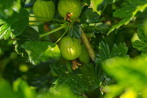 포토 JPG 해외이미지 나무 식물 계절 열매 꽃 분홍색 백그라운드 잎 꽃무늬 밭 농업 자연 사람없음 야외 초록색 햇빛 태양 뷰티 농장 환경 정원 맑음 봄 성장 벚꽃 흰색 나뭇가지 시골 신선 개화 체리 원예 보케 장면 거위 내추럴 해외포토 자연요소 산업 컬러 무늬 과일 조류 날씨 취미 생태계 파일형식 이미지허브
