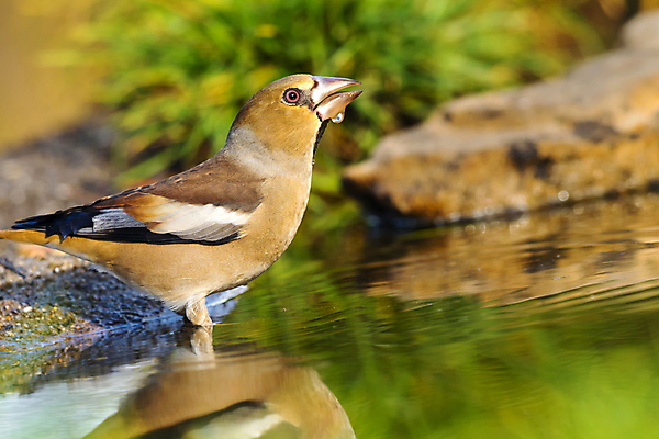 포토 JPG 해외이미지 동물 유럽 음료 야생동물 자연 조류 사람없음 야외 초록색 물 환경 목욕 젖음 다양 연못 스페인 보호 숲 갈증 깃털 생태계 생물학 부리 서식지 동물상 무료 보호구역 생태학 해외포토 자연요소 교육 나라 컬러 다수 컨셉 조형물 청결 구역 파일형식 이미지허브