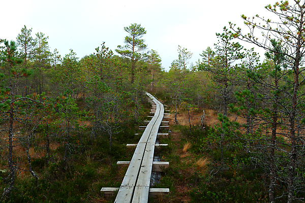 포토 JPG 해외이미지 나무 공원 유럽 길 호수 여행 자국 자연 하늘 사람없음 야외 목재 초록색 물 파란색 걷기 환경 하이킹 숲 내추럴 변소 에스토니아 전국 해외포토 자연요소 식물 공공시설 나라 컬러 재료 모션 레저 생태계 파일형식 이미지허브