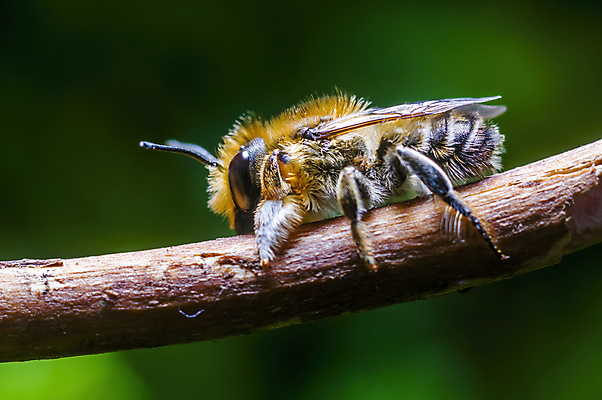 포토 JPG 해외이미지 식물 동물 계절 꽃 야생동물 나비 곤충 백그라운드 잎 날개 자연 사람없음 야외 초록색 빛 컬러풀 정원 닫기 해충 벌레 위험 작음 무서움 딱정벌레 묘사 싱글 생물학 무당벌레 거미 내추럴 고립 오싹 해외포토 교육 감정 컬러 컨셉 모션 크기 생태계 파일형식 이미지허브