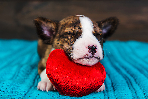 포토 JPG 해외이미지 행복 사랑 이벤트 사람없음 반려동물 장난감 귀여움 하트 잠 개 강아지 해외포토 모양 동물 감정 컨셉 포유류 파일형식 이미지허브