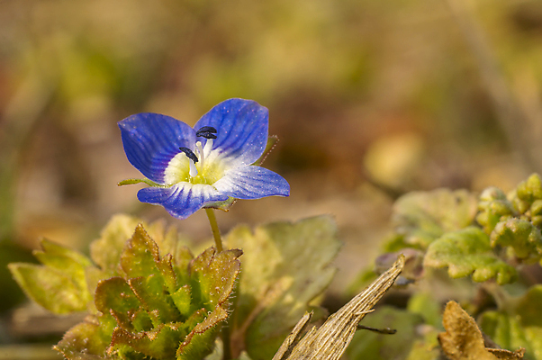 포토 JPG 해외이미지 식물 계절 꽃잎 꽃 분홍색 백그라운드 겨울 꽃무늬 봄꽃 자연 부활절 사람없음 야외 초록색 파란색 컬러풀 뷰티 노란색 정원 맑음 보라색 봄 성장 벚꽃 인사 개화 4월 다발 제비꽃 엽서 라일락 내추럴 사프란 헌병 해외포토 기념일 컬러 무늬 날씨 군인 예절 날짜 편지 향신료 생태계 파일형식 이미지허브