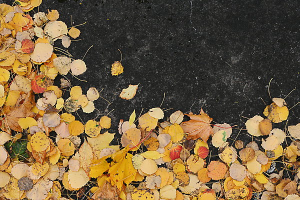 포토 JPG 해외이미지 나무 디자인 계절 공원 도로 백그라운드 잎 패턴 자연 표면 추상 벽돌 거리 사람없음 야외 초록색 물 햇빛 갈색 노란색 젖음 도시 숲 작음 질감 먼지 내추럴 땅바닥 썩음 콘크리트 해외포토 자연요소 식물 공공시설 길 컬러 무늬 교통시설 바닥 태양 크기 생태계 파일형식 이미지허브