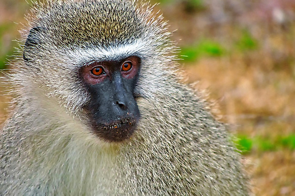 포토 JPG 해외이미지 동물 공원 얼굴 야생동물 여행 포유류 아프리카 자연 초식동물 국립공원 사람없음 야외 초록색 뷰티 환경 다양 보호 숲 큼 사파리 생태계 생물학 서식지 남아프리카 동물상 무료 보호구역 생태학 해외포토 공공시설 교육 나라 컬러 다수 컨셉 신체부위 조형물 크기 구역 파일형식 이미지허브