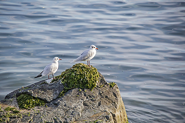 포토 JPG 해외이미지 물결 바다 두마리 갈매기 이끼 사람없음 해외포토 2 조류 파일형식 이미지허브