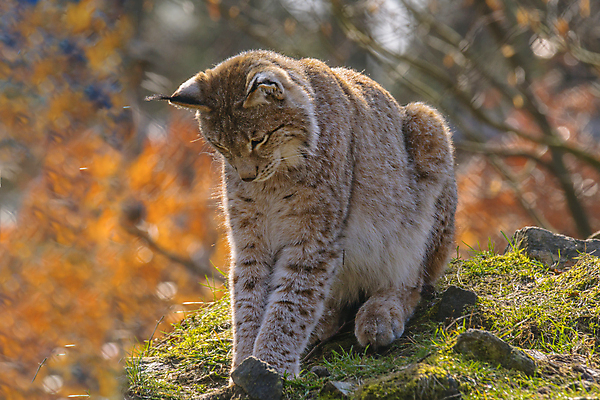 포토 JPG 해외이미지 동물 야생동물 새끼 백그라운드 포유류 자연 생물 산 성인 사람없음 목재 고양이 아기 황무지 숲 위험 모피 묘사 귀 육식동물 사냥꾼 육식 멸종 서식지 노려봄 내추럴 강렬 시베리아 웅장함 스라소니 해외포토 나무 직업 컨셉 재료 표정 사람 신체부위 반려동물 생태계 파일형식 이미지허브