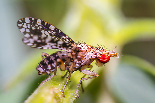 포토 JPG 해외이미지 식물 동물 꽃 야생동물 곤충 백그라운드 절지류 신체 자연 휴식 사람없음 빨간색 초록색 여름 빛 뷰티 갈색 노란색 환경 정원 검은색 봄 줄무늬 젖음 흰색 구출 닫기 벌레 숲 벌 딱정벌레 묘사 무당벌레 병정 내추럴 고립 동물상 해외포토 계절 컬러 컨셉 무늬 모션 조형물 도움 생태계 파일형식 이미지허브