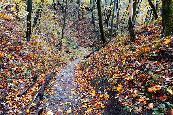 포토 JPG 해외이미지 나무 식물 계절 공원 도로 길 백그라운드 잎 자국 자연 이끼 풍경 사람없음 야외 목재 갈색 노란색 계단 환경 정원 검은색 침묵 흙 산책 하이킹 수확 가을 바위 시골 떨어짐 파편 숲 오솔길 방향 언덕 단계 내추럴 방법 옛날 콘크리트 해외포토 공공시설 컬러 컨셉 농업 재료 교통시설 레저 휴식 소리 돌_바위 생태계 파일형식 이미지허브