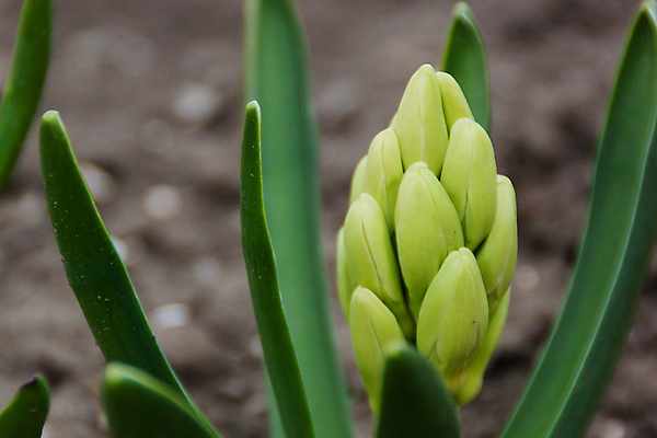 포토 JPG 해외이미지 식물 계절 공원 꽃잎 꽃 꽃다발 잎 꽃무늬 밭 사람없음 초록색 햇빛 태양 환경 정원 봄 활발 성장 벚꽃 흰색 신선 개화 다발 묘사 유기농 원예 냄새 화단 내추럴 생태학 히아신스 해외포토 자연요소 웰빙 공공시설 교육 컬러 컨셉 무늬 농업 취미 파일형식 이미지허브