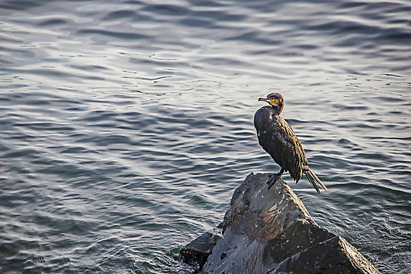 포토 JPG 해외이미지 바다 조류 사람없음 물 돌_바위 해외포토 자연요소 동물 파일형식 이미지허브
