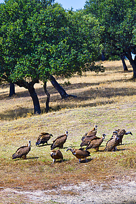 포토 JPG 해외이미지 동물 유럽 야생동물 날개 자연 조류 국립공원 사람없음 초록색 환경 다양 스페인 보호 숲 깃털 생태계 생물학 부리 서식지 동물상 무료 보호구역 생태학 해외포토 공원 교육 나라 컬러 다수 컨셉 조형물 구역 파일형식 이미지허브