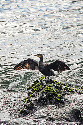 포토 JPG 해외이미지 바다 조류 이끼 사람없음 물 돌_바위 날갯짓 해외포토 자연요소 동물 파일형식 이미지허브