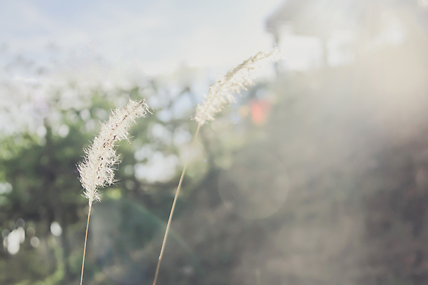 포토 JPG 해외이미지 식물 디자인 공원 백그라운드 잎 밭 자연 사람없음 야외 장식 초록색 뷰티 정원 맑음 중국 성장 흰색 신선 큼 분수 조경 난쟁이 영원 해외포토 공공시설 아시아 컬러 농업 날씨 크기 생태계 파일형식 이미지허브
