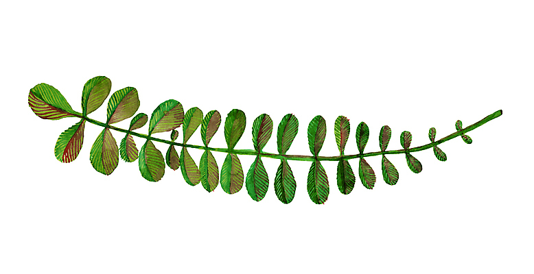 JPG 해외이미지 일러스트 붓터치 사람없음 허브 번짐 해외일러스트 식물 파일형식 효과 이미지허브