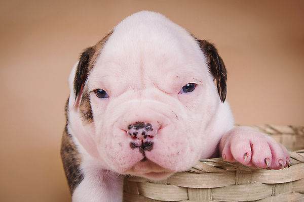 포토 JPG 해외이미지 새끼 크리스마스 실내 사랑 앉기 사람없음 반려동물 바구니 개 강아지 불독 해외포토 동물 기념일 감정 포유류 모션 내부 파일형식 이미지허브