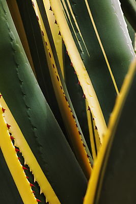 포토 JPG 해외이미지 모양 식물 디자인 잎 패턴 추상 사람없음 그래픽 빨간색 세로 초록색 활발 사막 가시 황무지 질감 상록수 이국적 해외포토 컬러 컨셉 무늬 파일형식 이미지허브