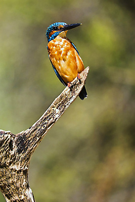 포토 JPG 해외이미지 주간 야생동물 자연 조류 사람없음 야외 아웃포커스 물새 물총새 해외포토 자연요소 동물 촬영기법 생태계 파일형식 이미지허브