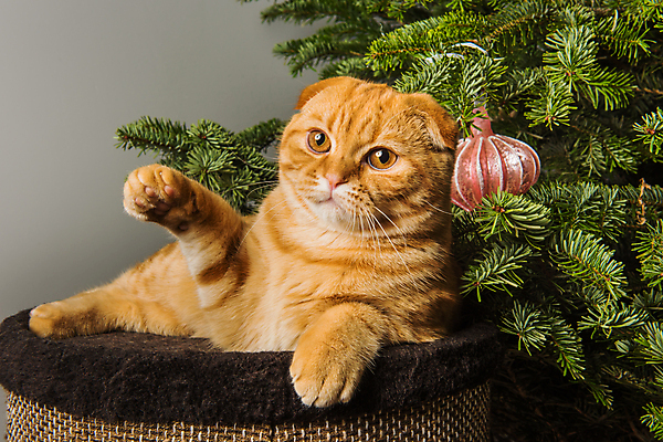 포토 JPG 해외이미지 한마리 크리스마스장식 크리스마스 실내 사람없음 반려동물 상자 눕기 크리스마스트리 귀여움 고양이 스코티시폴드 반려묘 해외포토 동물 1 기념일 컨셉 포유류 모션 내부 파일형식 이미지허브