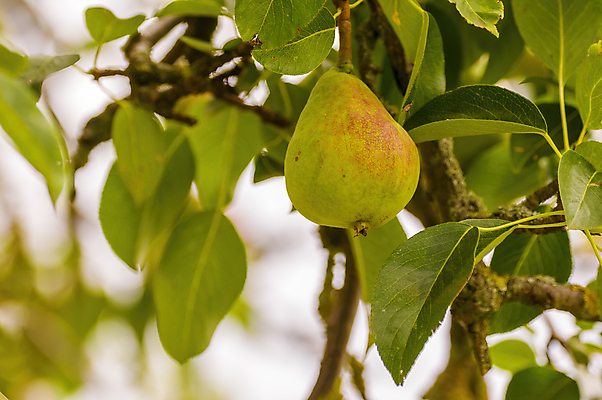 포토 JPG 해외이미지 1 계절 음식 조각 잎 과일 재료 자연 디저트 건강 사람없음 빨간색 초록색 여름 노란색 정원 수확 신선 그룹 달콤 맛 먹기 싱글 유기농 날것 건강식 내추럴 고립 숙성 영양분 채식주의자 카피스페이스 비건 해외포토 식물 웰빙 컬러 컨셉 농업 모션 공백 생태계 채식 파일형식 이미지허브