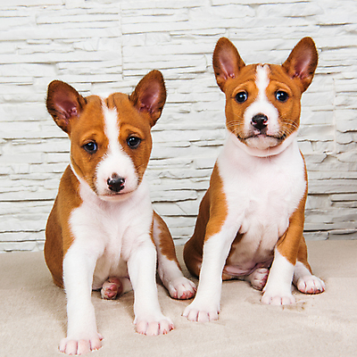 포토 JPG 해외이미지 행복 사랑 사람없음 친구 반려동물 귀여움 개 강아지 형제 콩고 해외포토 동물 남자 감정 컨셉 포유류 가족 관계 아프리카 파일형식 이미지허브