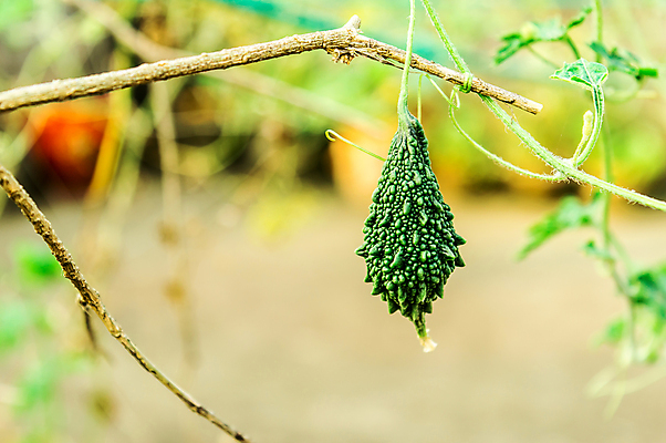 포토 JPG 해외이미지 나무 계절 음식 백그라운드 단풍 잎 농업 다이어트 채소 과일 자연 매달리기 씨앗 사람없음 초록색 여름 뷰티 농장 건강관리 정원 수확 성장 가을 신선 약초 작음 멜론 허브 유기농 포도밭 건강식 숙성 열대기후 채식주의자 세련 비건음식 해외포토 식물 웰빙 산업 컬러 밭 모션 건강 관리 풀_식물 크기 생태계 채식 파일형식 비건 이미지허브