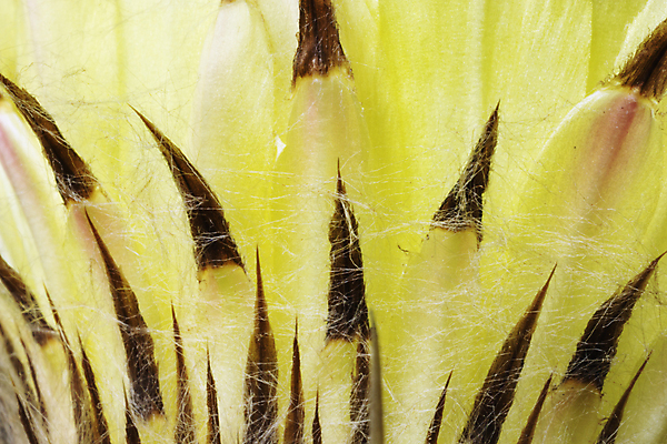 포토 JPG 해외이미지 식물 꽃잎 꽃 선 꽃무늬 자연 추상 선인장 풍경 사람없음 여름 뷰티 화목 성장 벚꽃 신선 황무지 우아함 질감 날것 날카로움 고립 얇은 영원 많음 해외포토 계절 컨셉 무늬 생태계 파일형식 이미지허브