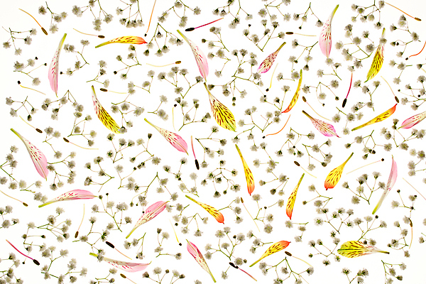 포토 JPG 해외이미지 식물 동물 디자인 꽃잎 꽃 백그라운드 잎 꽃무늬 패턴 오렌지 자연 벽지 추상 그림자 사람없음 장식 초록색 파란색 빛 뷰티 노란색 머리 정원 검은색 봄 벚꽃 흰색 우아함 파편 묘사 질감 꽃가루 부드러움 내추럴 꽃수술 해외포토 계절 컬러 컨셉 무늬 과일 신체부위 감각 가루 생태계 파일형식 이미지허브