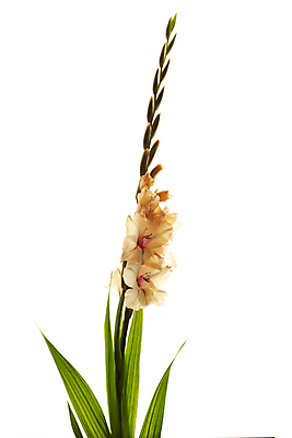 포토 JPG 해외이미지 식물 디자인 꽃잎 꽃 분홍색 꽃다발 백그라운드 꽃무늬 자연 선물 사랑 사람없음 장식 세로 뷰티 봄 벚꽃 흰색 투명 개화 칼 그늘 다발 오브젝트 싱글 붓꽃 자두 라일락 내추럴 고립 깊이 영원 파스텔톤 해외포토 계절 감정 컬러 무늬 과일 생태계 파일형식 이미지허브