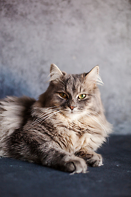 포토 JPG 해외이미지 동물 1 응시 텍스트 포유류 수염 털 실내 사랑 앉기 사람없음 반려동물 노란색 우주 고양이 어둠 줄무늬 회색 선택 작음 얼룩무늬 솜털 수의사 해외포토 시선 감정 컬러 컨셉 무늬 모션 내부 의사 크기 파일형식 이미지허브