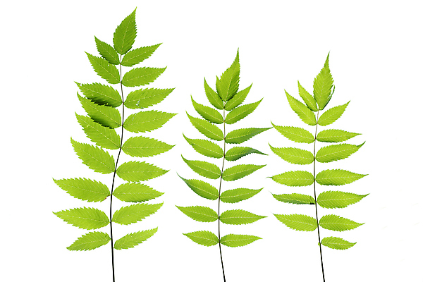 포토 JPG 해외이미지 나무 식물 디자인 줄기 백그라운드 잎 꽃무늬 패턴 자연 추상 새로움 프레임 건강 사람없음 초록색 여름 뷰티 환경 정원 맑음 봄 성장 흰색 나뭇가지 신선 숲 허브 심볼 싱글 유기농 정맥 내추럴 고립 모종 묘목 해외포토 웰빙 계절 꽃 컬러 컨셉 무늬 날씨 생태계 혈관 파일형식 이미지허브