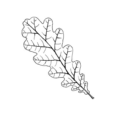 EPS 해외이미지 모양 식물 손 디자인 계절 포스터 선 잎 꽃무늬 일러스트 자연 흑백 미술 사람없음 그래픽 장식 환경 검은색 흰색 인사 메시지 스케치 오브젝트 싱글 그림 에코 윤곽 초대 손그림 추수감사절 정맥 고립 해외일러스트 꽃 기독교 컬러 무늬 문화예술 촬영기법 신체부위 예절 생태계 혈관 파일형식 벡터 이미지허브