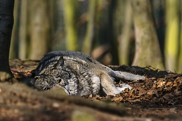포토 JPG 해외이미지 주간 한마리 야생동물 사람없음 야외 아웃포커스 소프트포커스 늑대 해외포토 자연요소 동물 1 포유류 촬영기법 파일형식 이미지허브