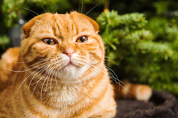 포토 JPG 해외이미지 한마리 엎드리기 크리스마스 실내 사람없음 아웃포커스 반려동물 귀여움 고양이 스코티시폴드 반려묘 해외포토 동물 1 기념일 컨셉 포유류 모션 촬영기법 내부 파일형식 이미지허브