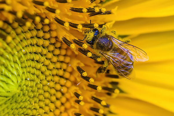 포토 JPG 해외이미지 식물 계절 꽃잎 꽃 행복 백그라운드 잎 꽃무늬 패턴 밭 농업 오렌지 자연 하늘 해바라기 씨앗 사람없음 야외 가로 초록색 컬러풀 햇빛 태양 뷰티 노란색 정원 맑음 봄 활발 수확 성장 벚꽃 개화 닫기 묘사 유기농 원예 꽃가루 내추럴 고립 밭일 해외포토 자연요소 웰빙 감정 산업 컬러 컨셉 무늬 과일 모션 날씨 취미 가루 생태계 파일형식 이미지허브