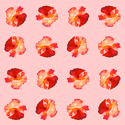 포토 JPG 해외이미지 꽃 분홍색 백그라운드 패턴 사람없음 패턴백그라운드 해외포토 식물 컬러 무늬 파일형식 이미지허브