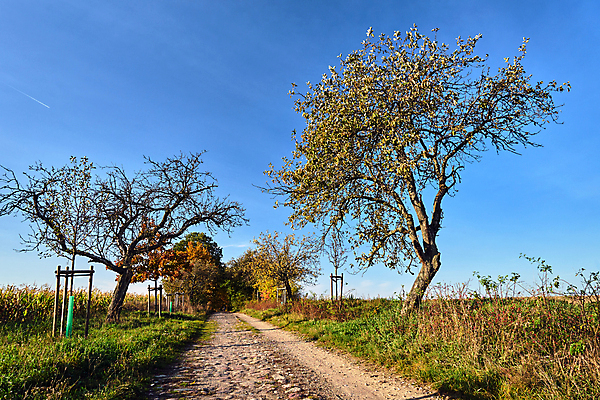 포토 JPG 해외이미지 나무 구름 유럽 도로 낙엽 과일 자연 하늘 풍경 사람없음 컬러풀 농경지 가을 바위 나뭇가지 시골 숲 폴란드 수평선 해외포토 자연요소 식물 계절 나라 길 컬러 잎 교통시설 농장 돌_바위 생태계 파일형식 이미지허브
