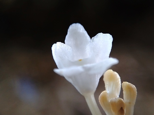 포토 JPG 해외이미지 식물 계절 꽃잎 꽃 분홍색 백그라운드 꽃무늬 밭 자연 바람 사람없음 야외 빨간색 초록색 빛 컬러풀 햇빛 뷰티 노란색 환경 정원 보라색 봄 들꽃 수확 벚꽃 흰색 시골 신선 개화 유기농 아로마 양귀비 내추럴 해외포토 자연요소 웰빙 컬러 무늬 농업 날씨 태양 생태계 파일형식 이미지허브
